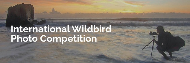 فراخوان عکاسی پرندگان WildBird 2023